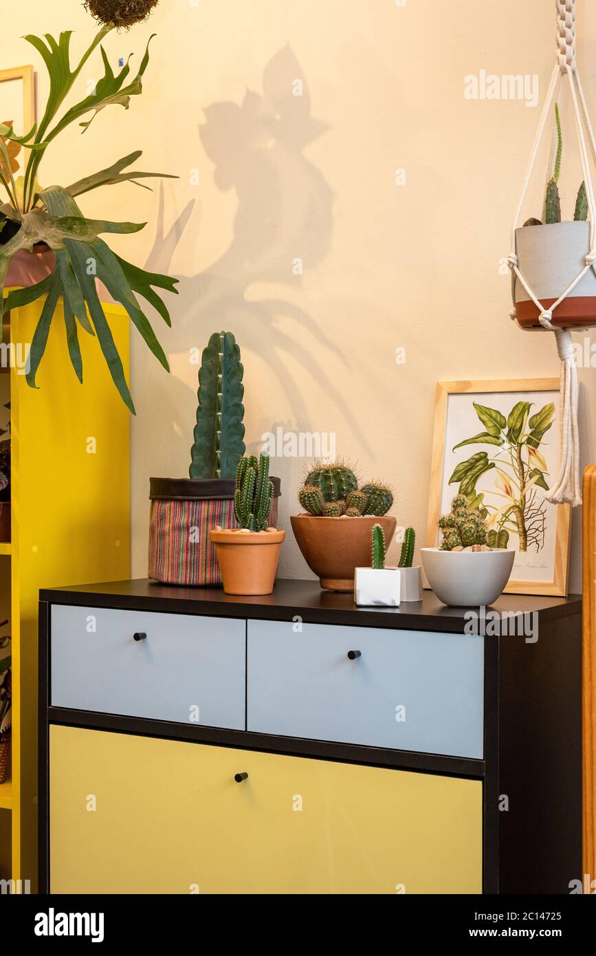 interior design detail with different cactus and flower vases and black yellow furniture Stock Photo