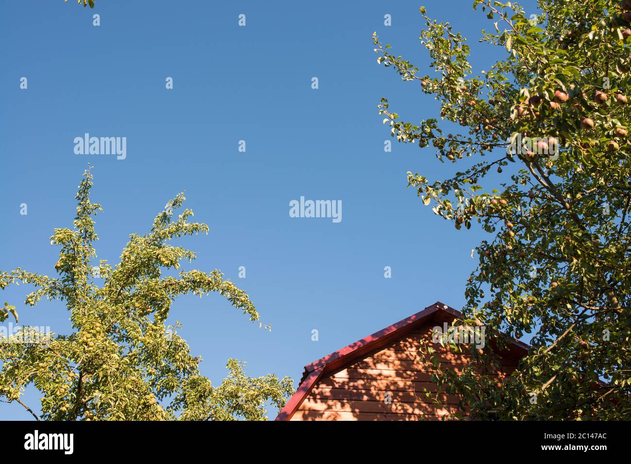 ripe pears hanging on a tree branch on the background of the house roof and deep blue sky Stock Photo