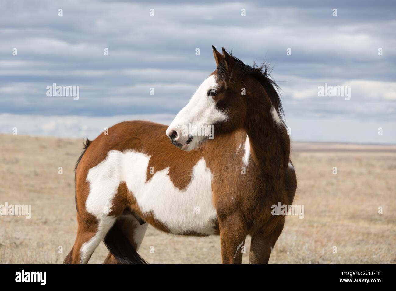 Pinto horse in a field with cloudy sky background Stock Photo