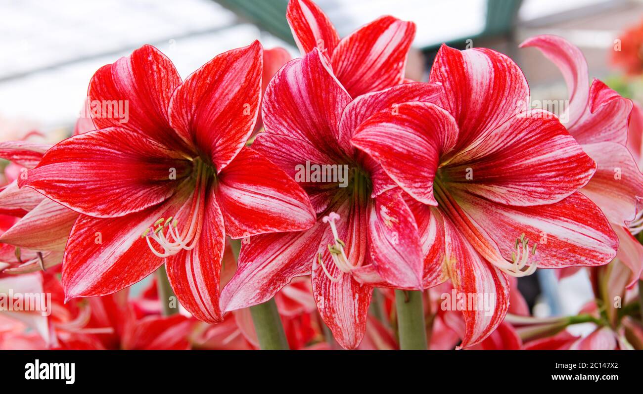 Three red amaryllis. Stock Photo
