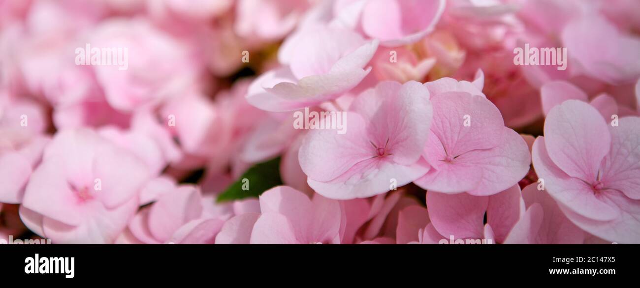 Pink flower hydrangea background close up Stock Photo - Alamy