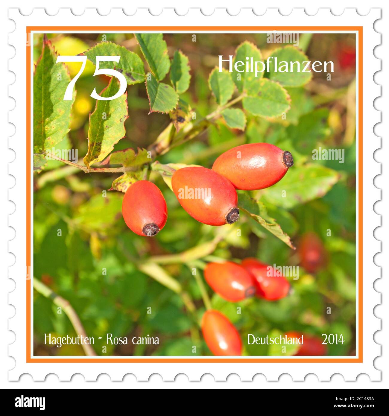 Postage stamp with the image of rosehips, Rosa canina Stock Photo
