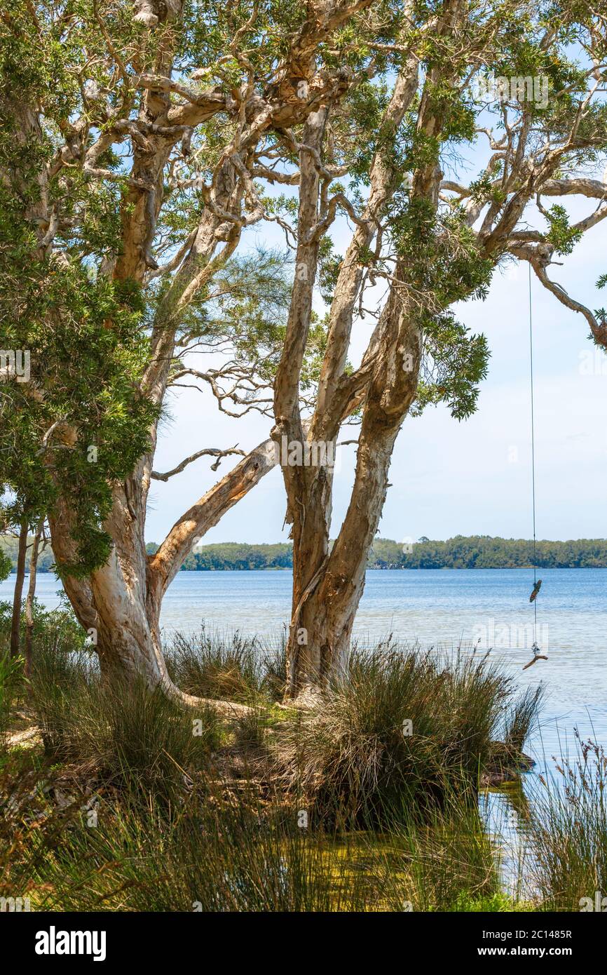 Rope on tree bark hi-res stock photography and images - Alamy