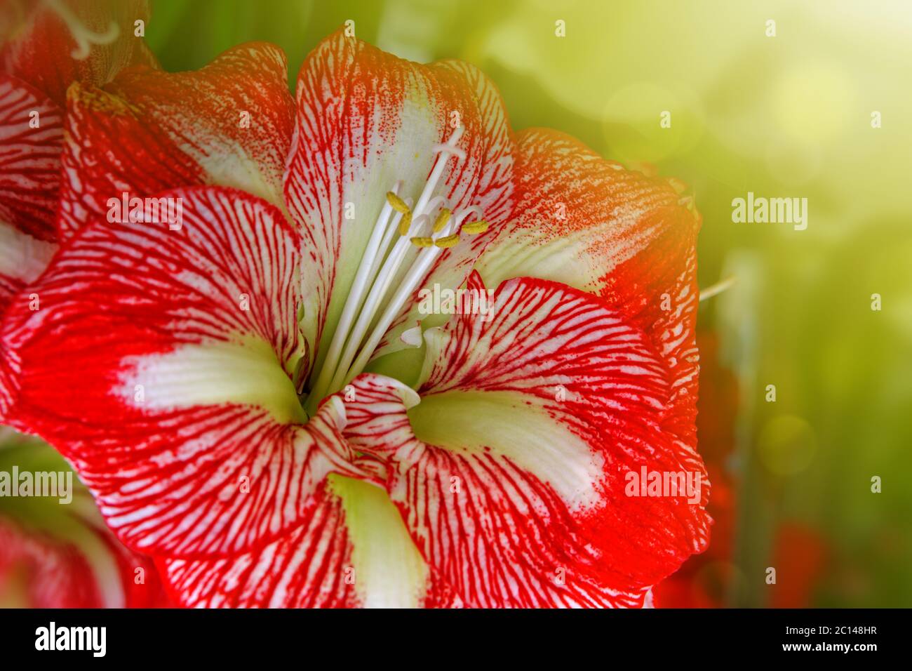 Red amaryllis macro shot. Stock Photo