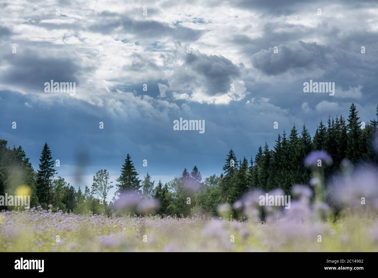 Christmas tree farm forest woods with spruce and fir trees and blurred flower field. Summer spring landscape over dramatic sky c Stock Photo