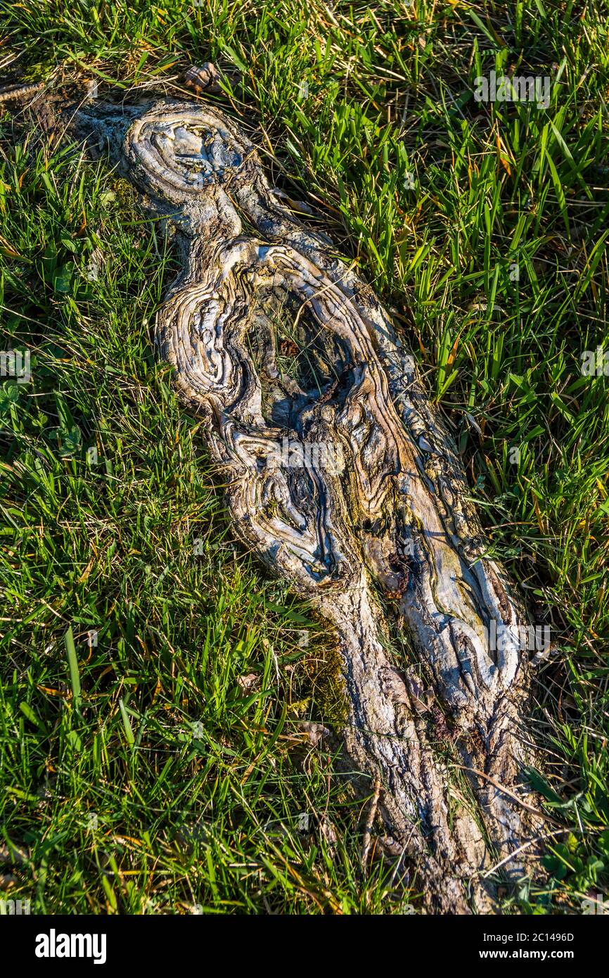 Scraped tree root resembling a corpse-like figure with a face. Stock Photo