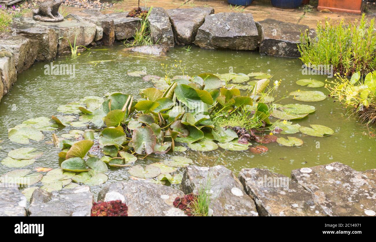 Heavy summer rain drops falling on a garden pond, England, UK Stock Photo
