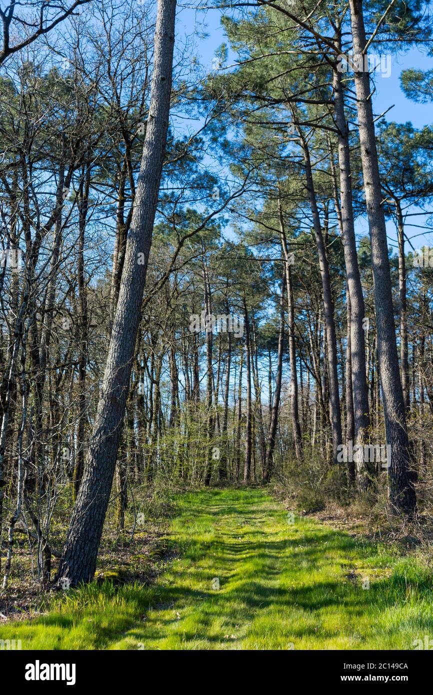 Wide path through Pine tree woodland Stock Photo - Alamy