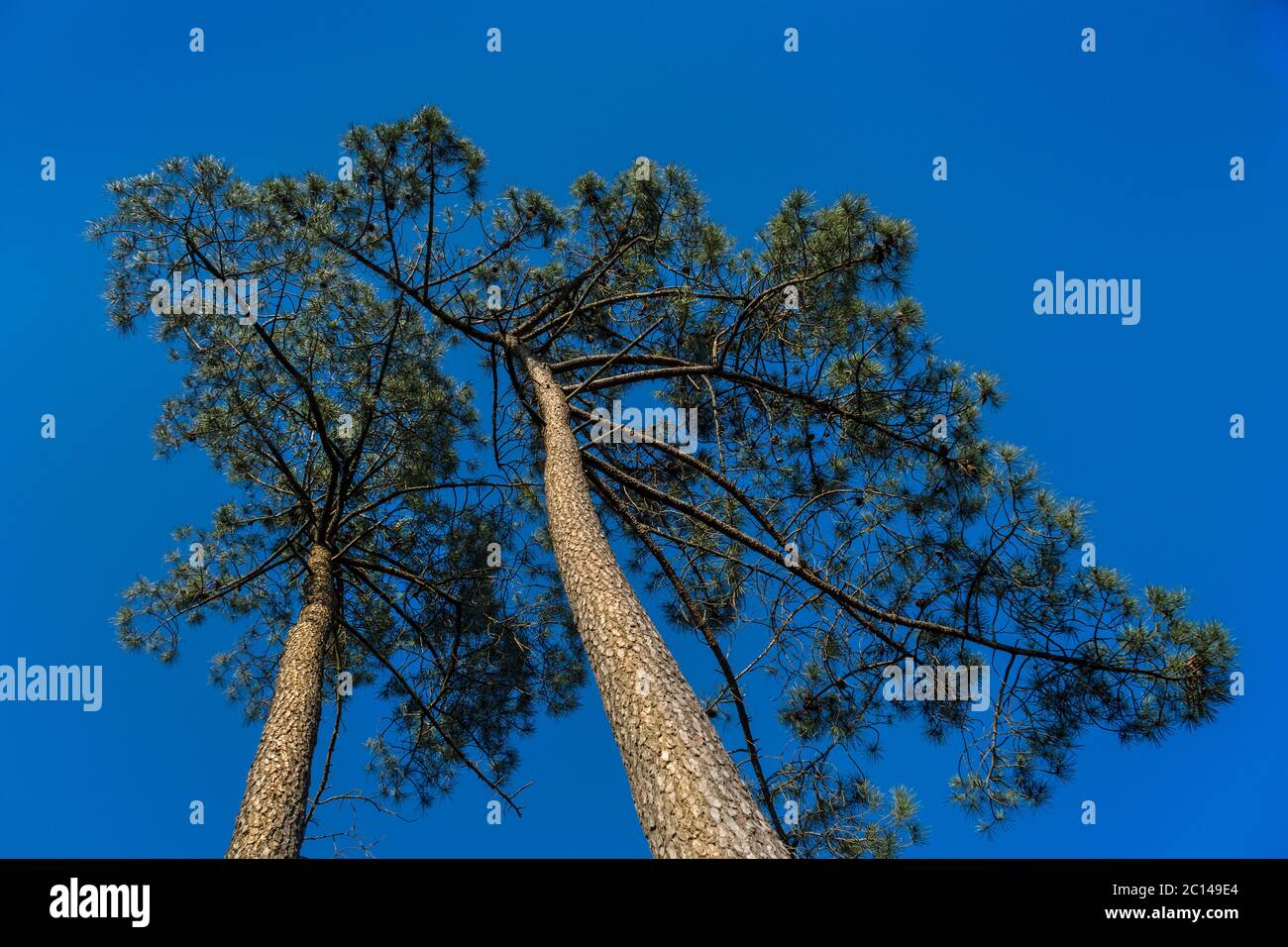 Worms-eye view of two pine trees against blue sky. Stock Photo