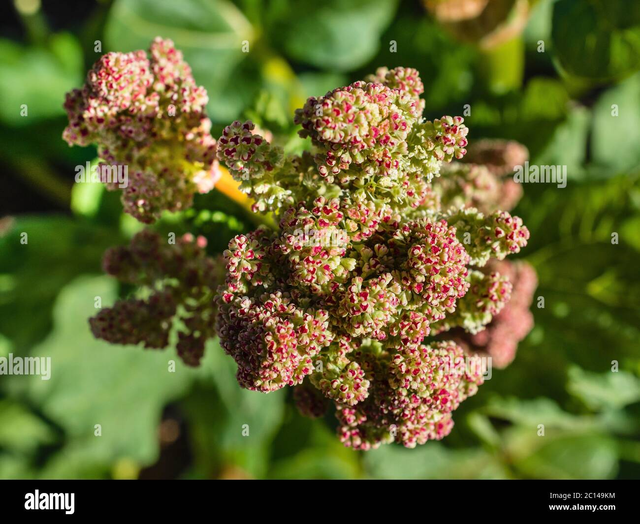 Rhubarb plant flowering and producing seeds. Stock Photo