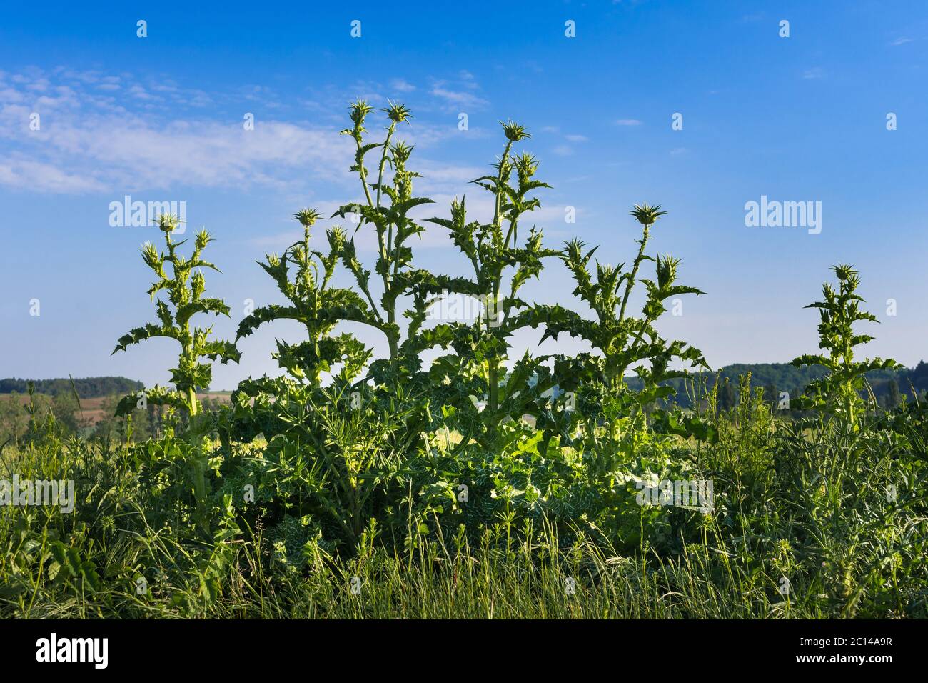 Tall Milk Thistles (Silybum marianum) growing at roadside - France. Stock Photo