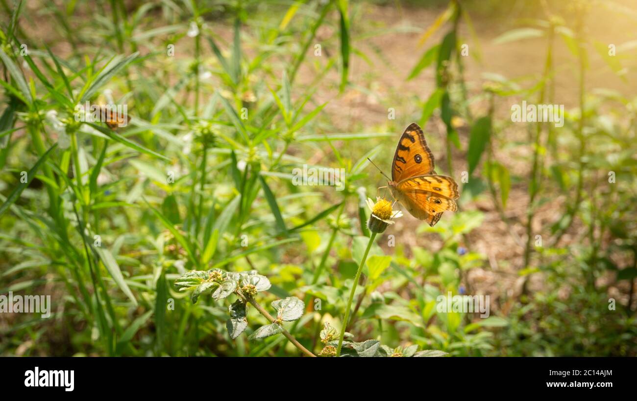 A butterfly is alighting and sucking honey in summer Stock Photo