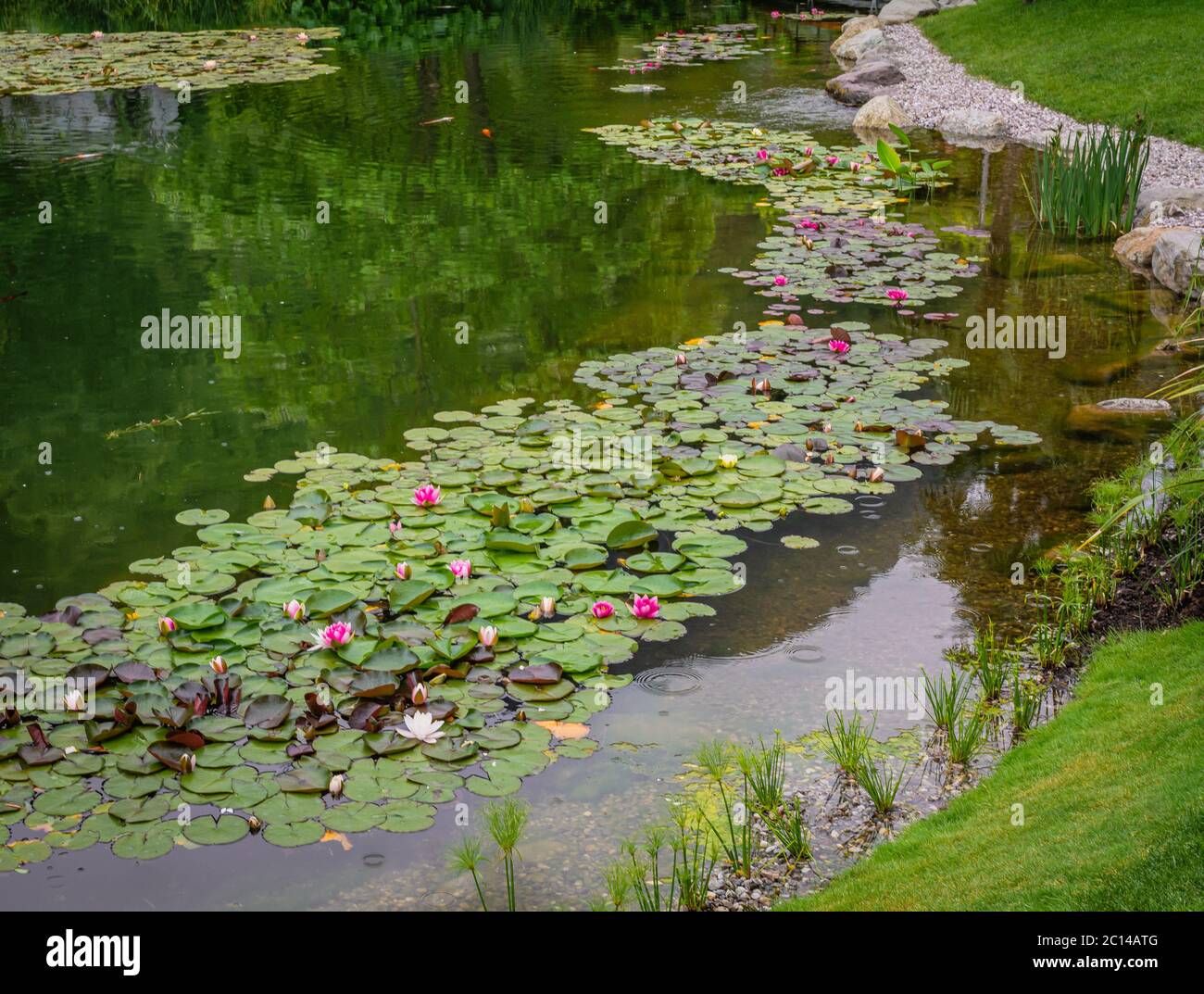 garden pond with water lilies in South Tyrol, northern Italy,Europe Stock Photo