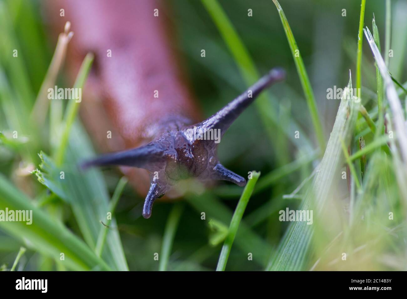 Macro shot of a Red slug in the grass Stock Photo