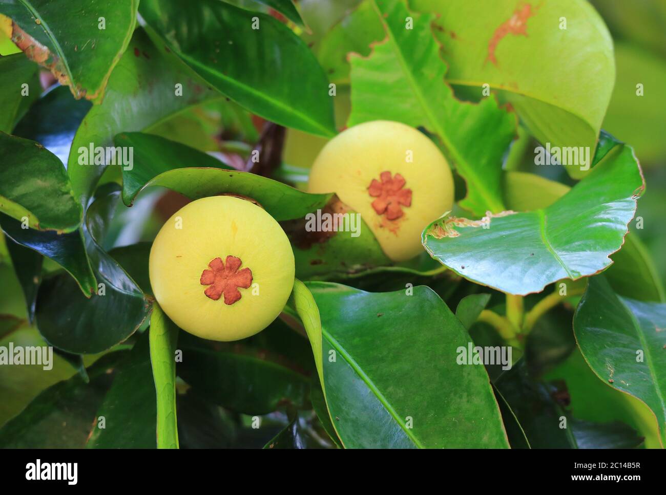 Closeup of Unripe Mangosteen Fruits on the tree in Thailand with