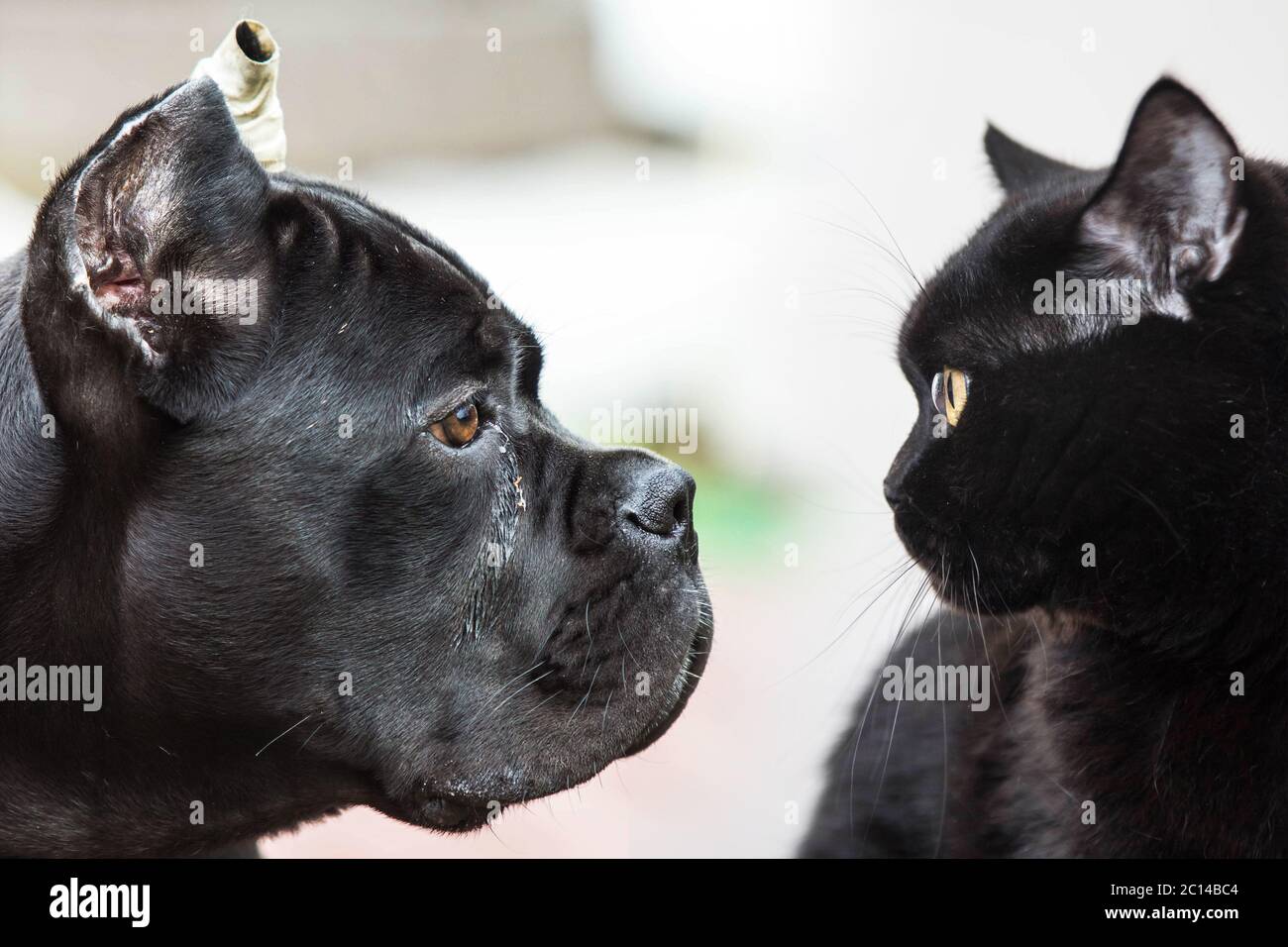 confrontation of black dogs and cats. They stare at each other Stock Photo