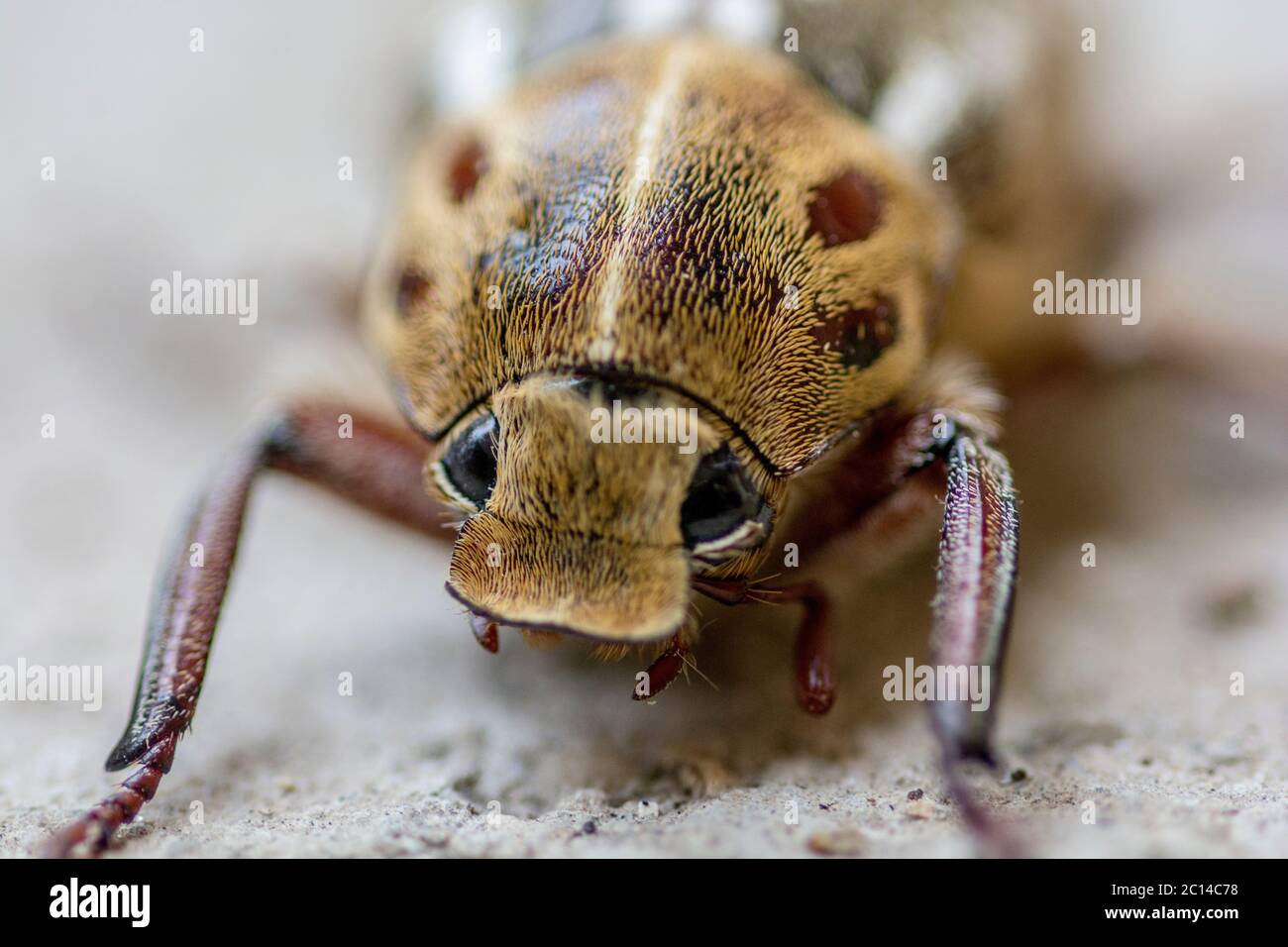 Macro extreme close up shot of Anoxia Orientalis beetle Stock Photo