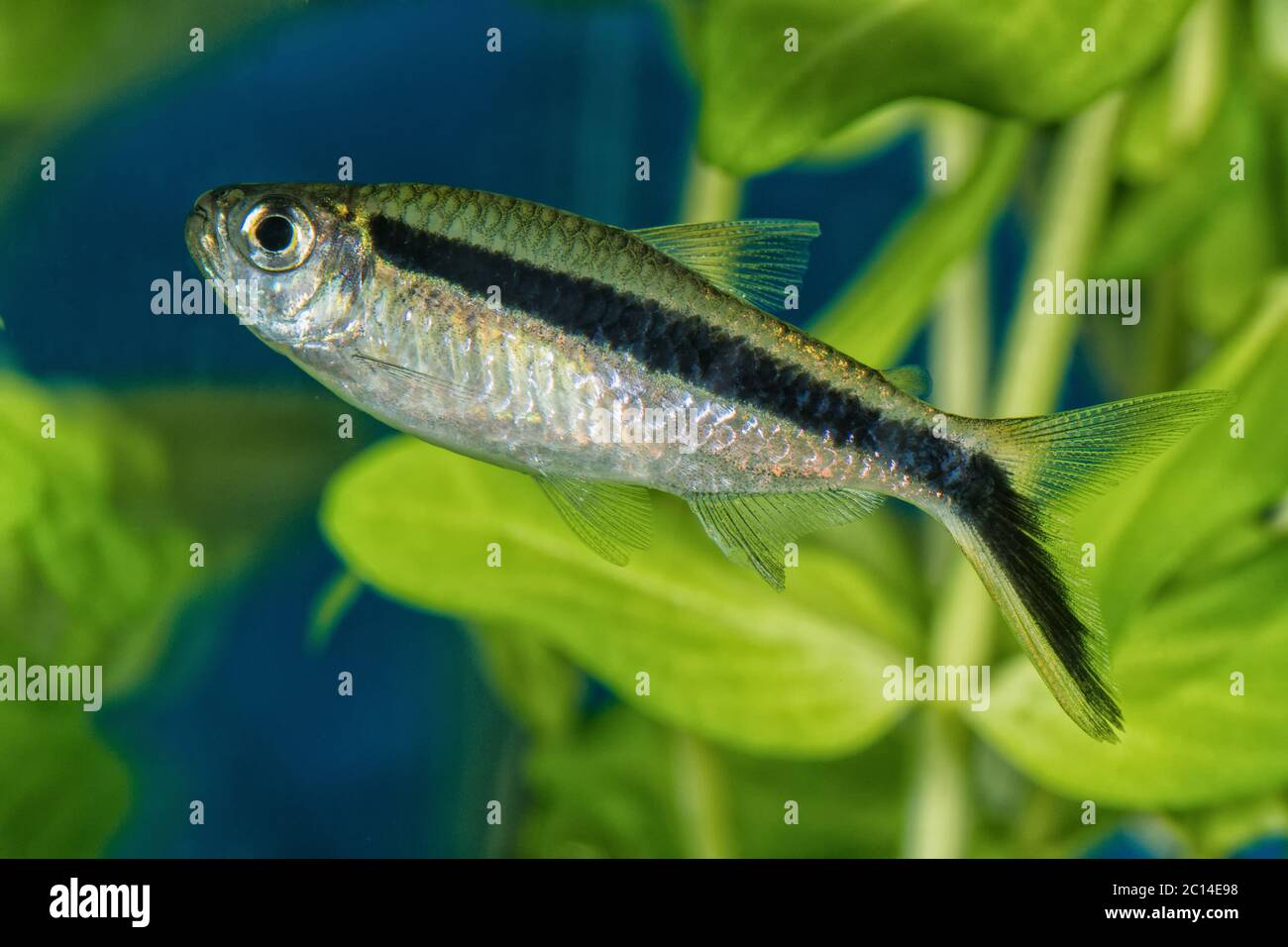 Portrait of tetra fish (Boehlkea fredcochui) in aquarium Stock Photo