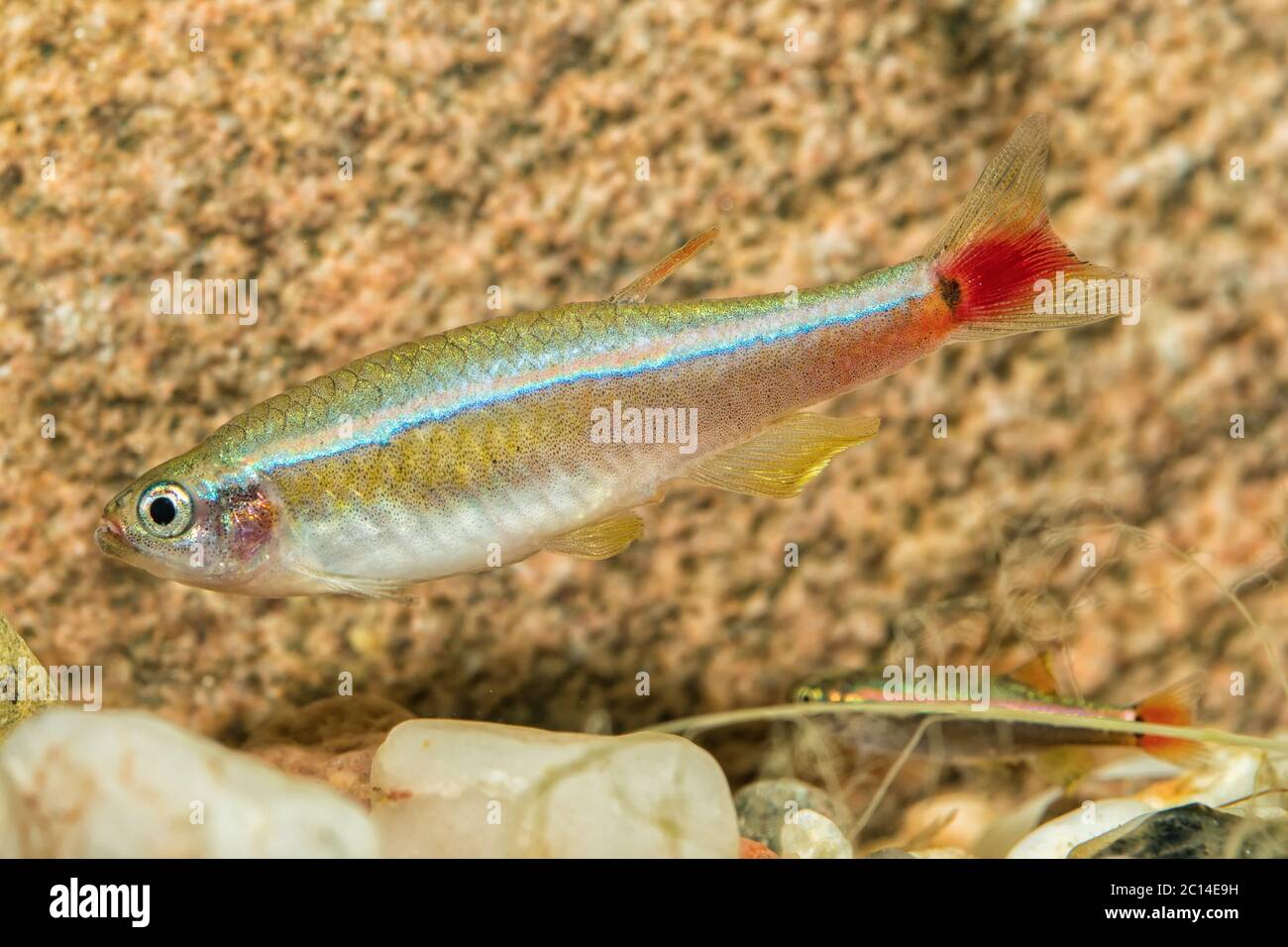 Portrait of barb fish (Tanichthys albonubes) in aquarium Stock Photo