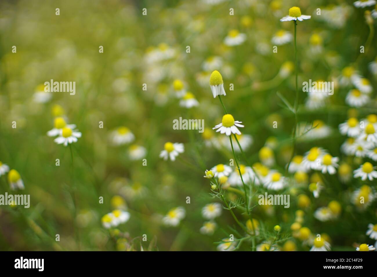 Small white chamomile flowers grows in the summer garden, soft selective focus, art bokeh. Stock Photo