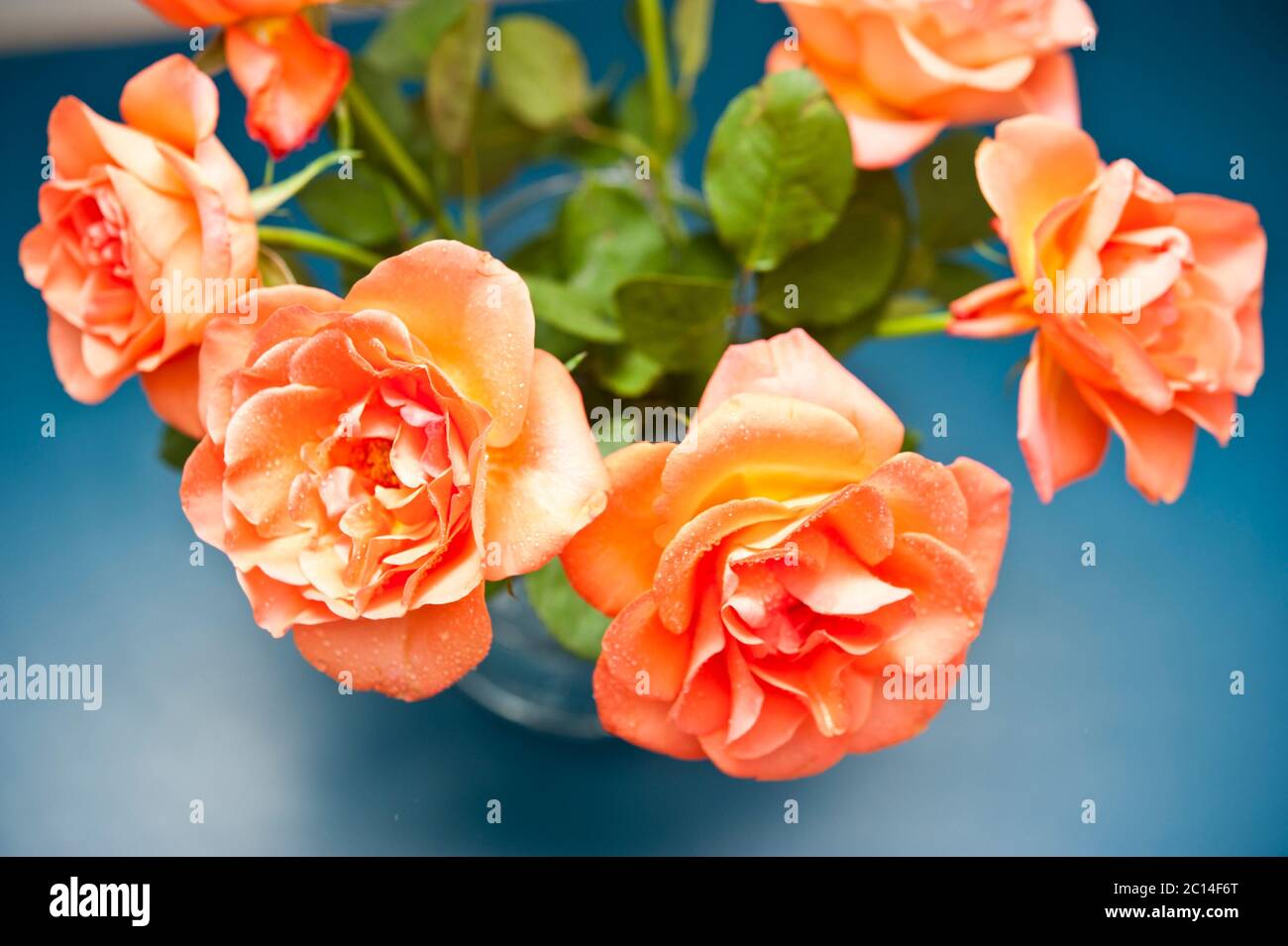 Hybrid Tea coral roses Stock Photo