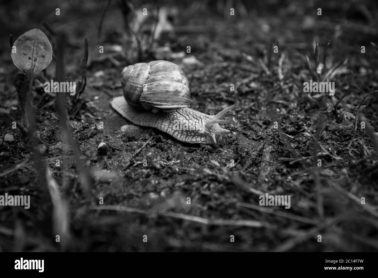 large Roman snail crawls across the damp forest floor Stock Photo