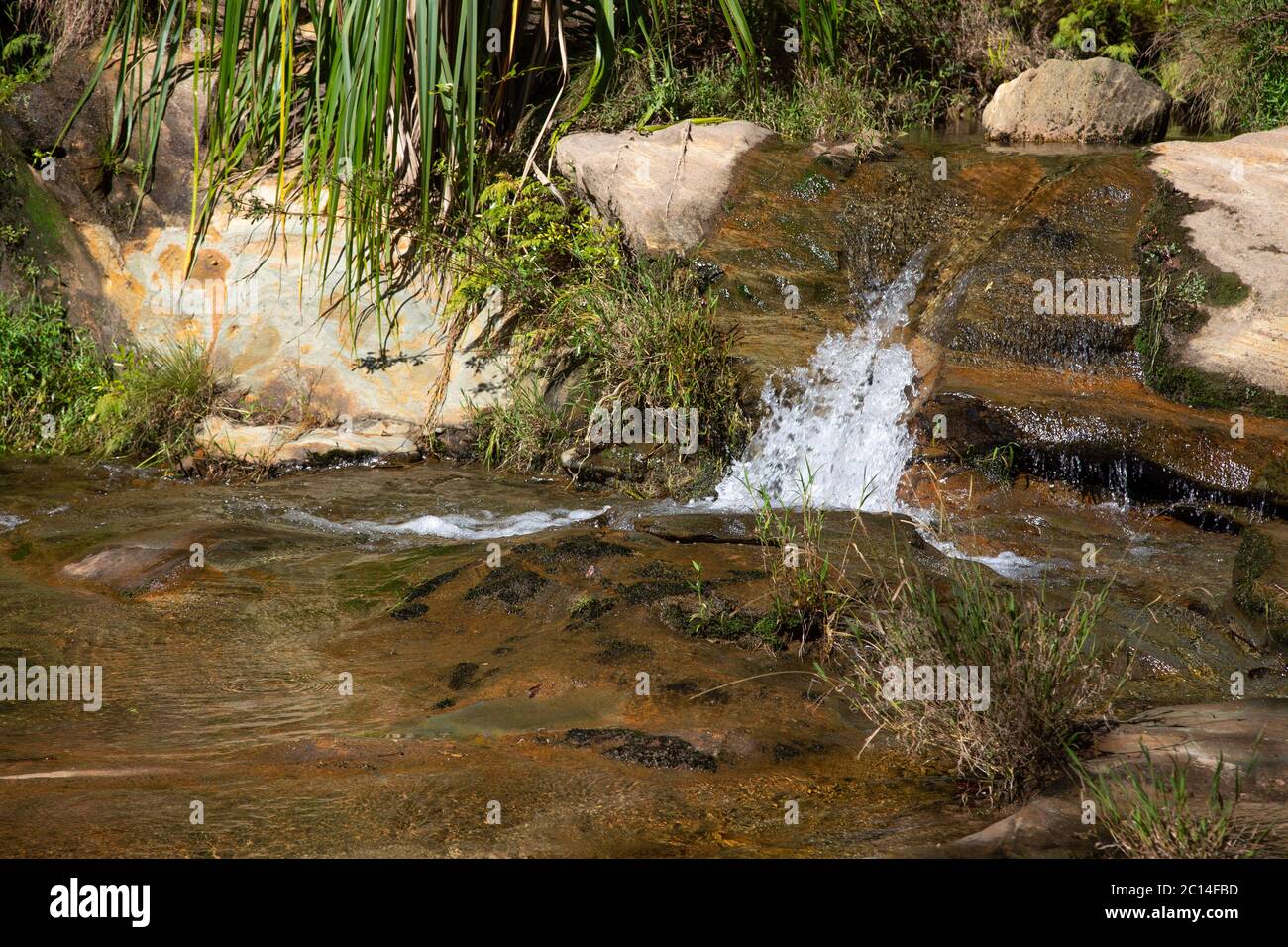 The small stream flows over rocks between different plants Stock Photo