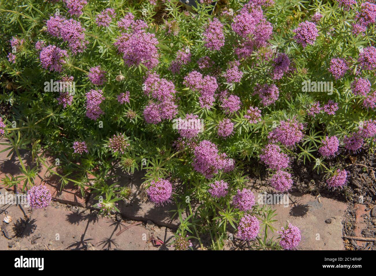 Summer Flowering Pink Caucasian Crosswort Plants (Phuopsis stylosa)Growing  in a Herbaceous Border in a Country Cottage Garden in Rural Devon, England Stock Photo