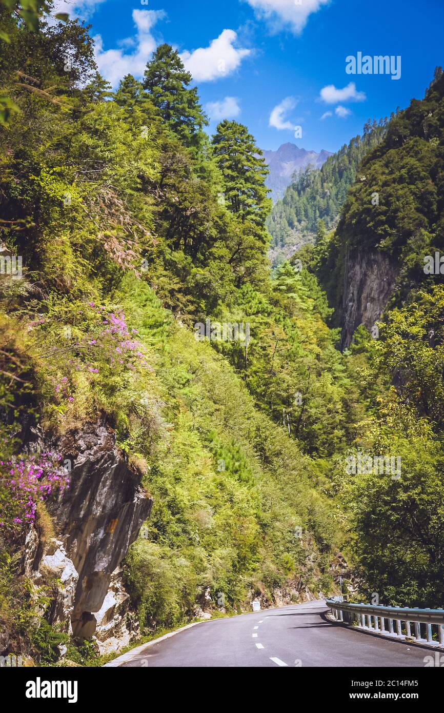 Paved path winding through forest hi-res stock photography and images ...