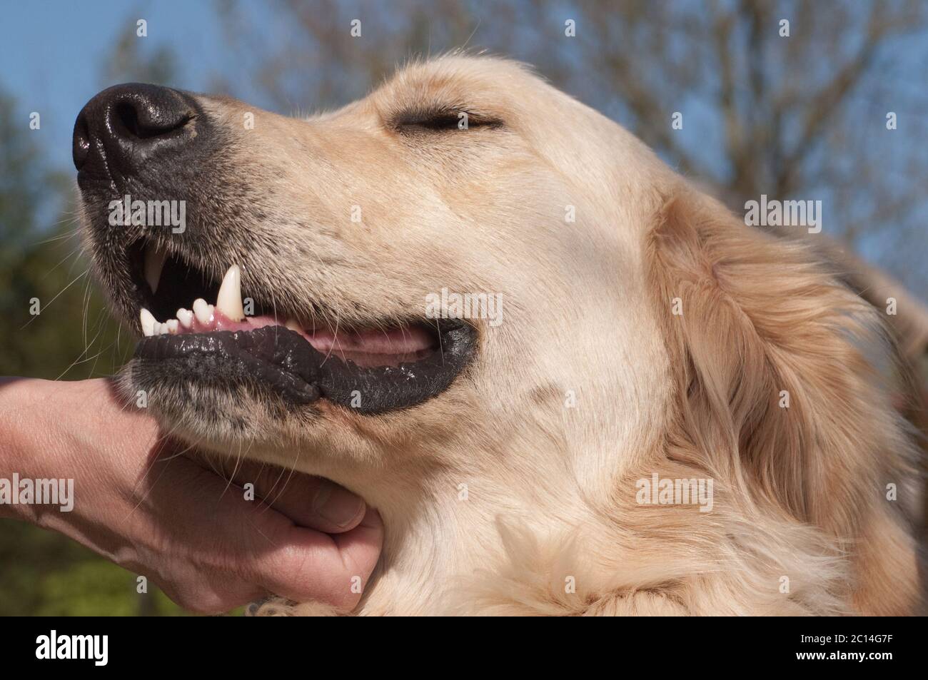 Golden store retriever neck