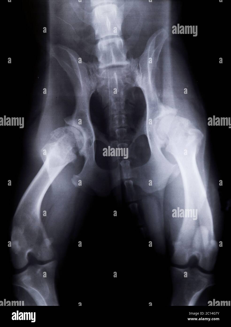 Xray of a dog with severe hip dysplasia Stock Photo Alamy