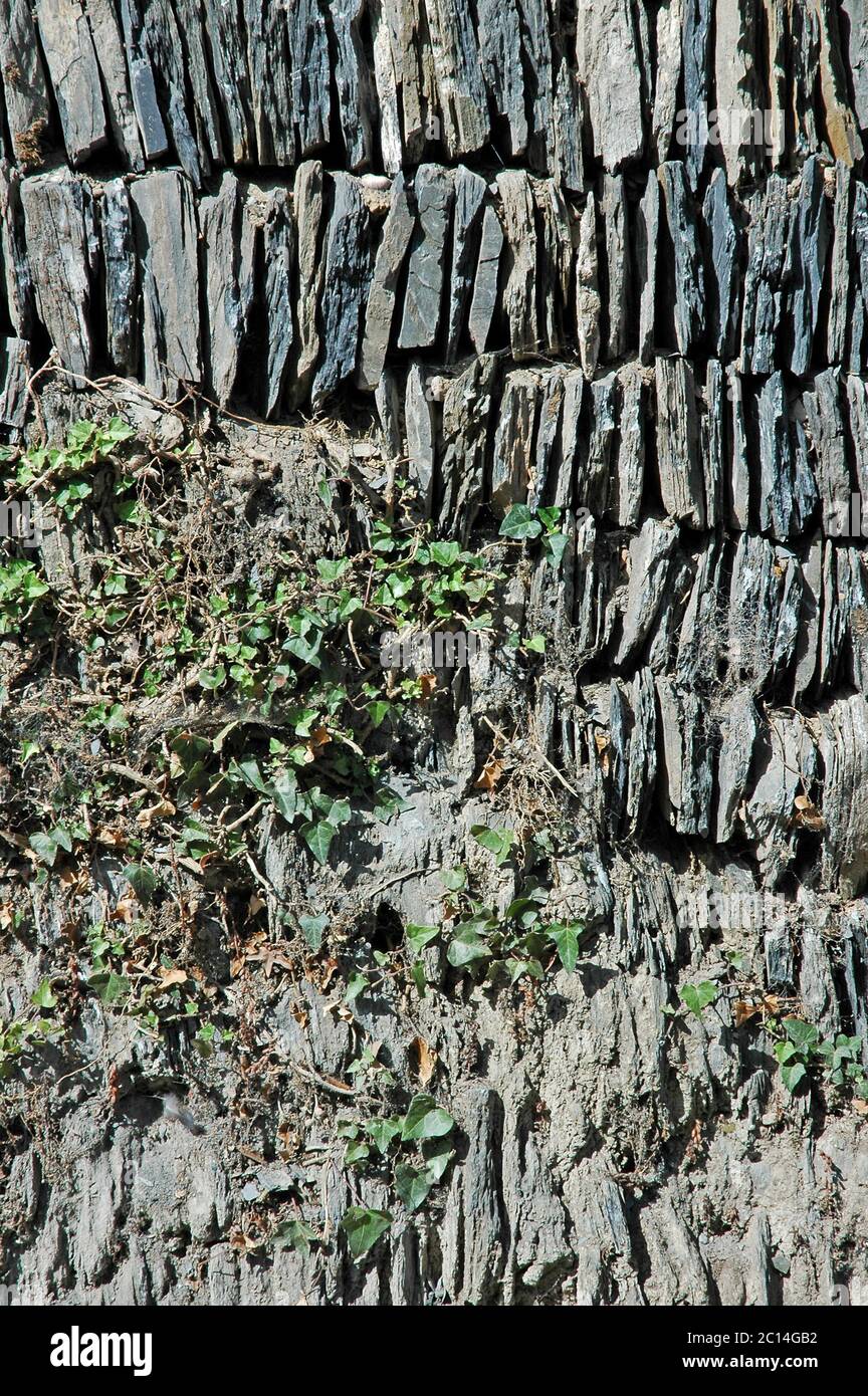 Slate wall, old and new, repaired.  With ivy,(Hedera helix), Fentonluna Lane, Padstow, North Cornwall, England. Stock Photo