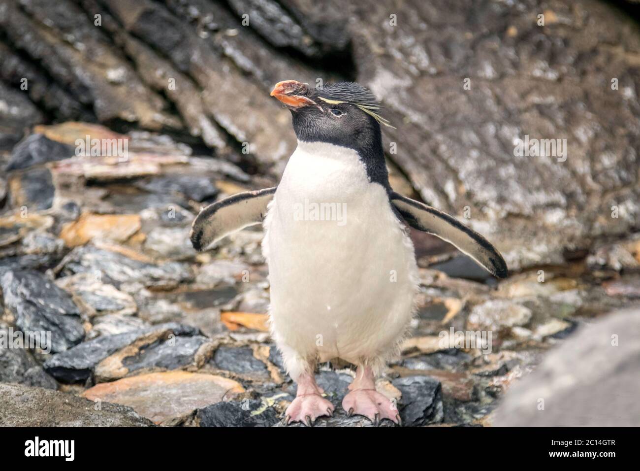 Rockhopper penguin posing for a portrait. Stock Photo