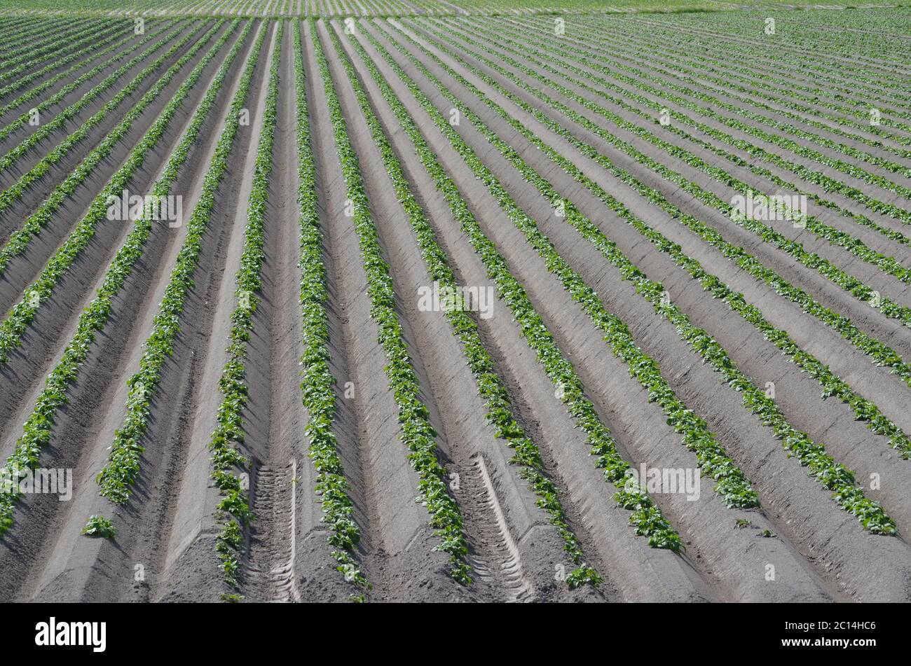 Potato field ridges hi-res stock photography and images - Alamy