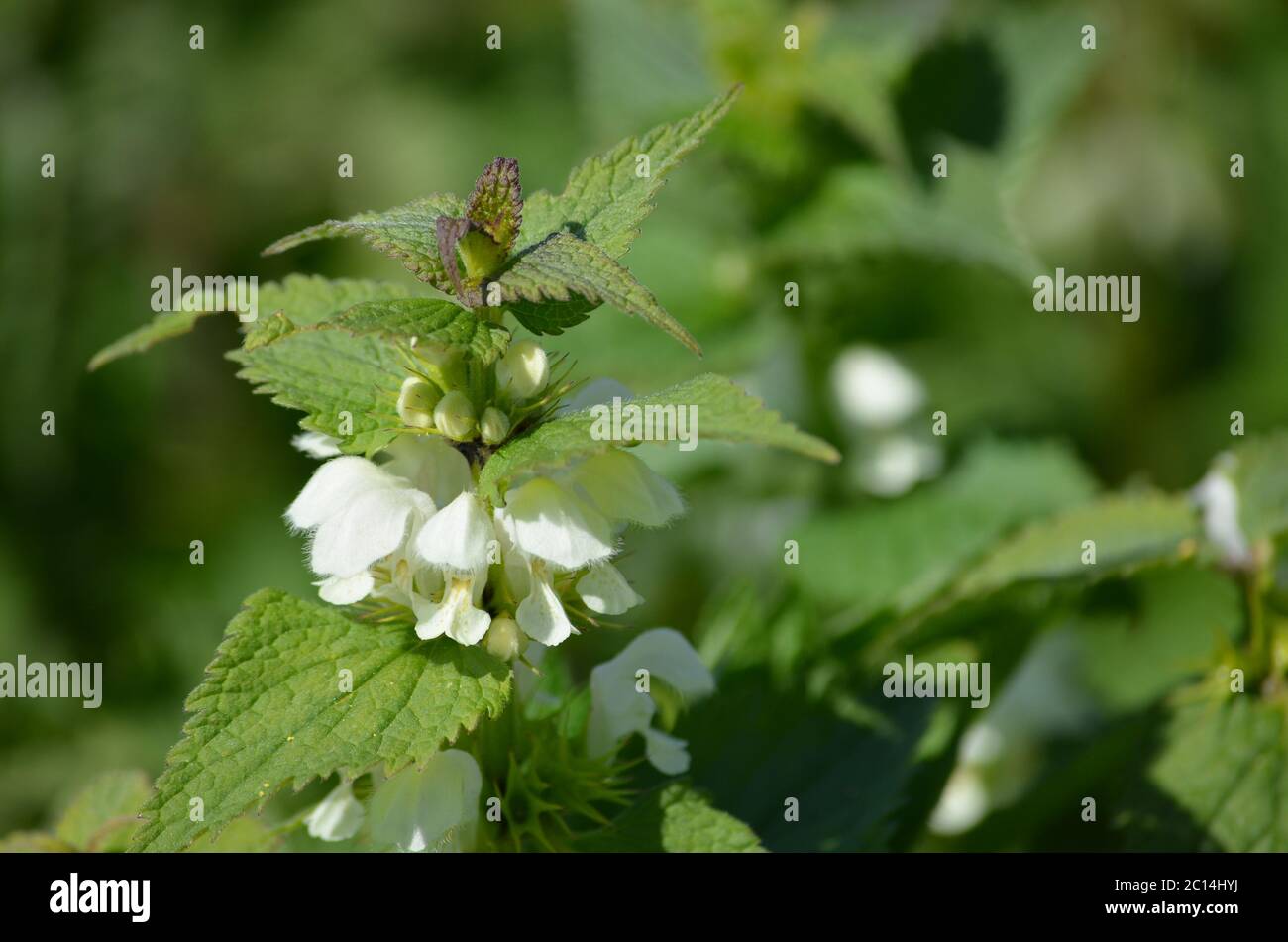 Lamium album, The flower is rich in nectar and therefore attractive to bees and bumblebees Stock Photo