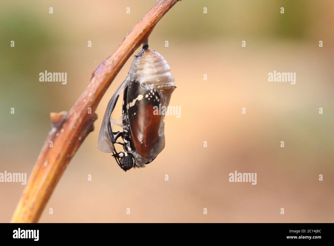 butterfly (Danaus chrysippus), or common tiger butterfly emerging from its cocoon (centre). This butterfly is found in Africa, India, south-eastern As Stock Photo