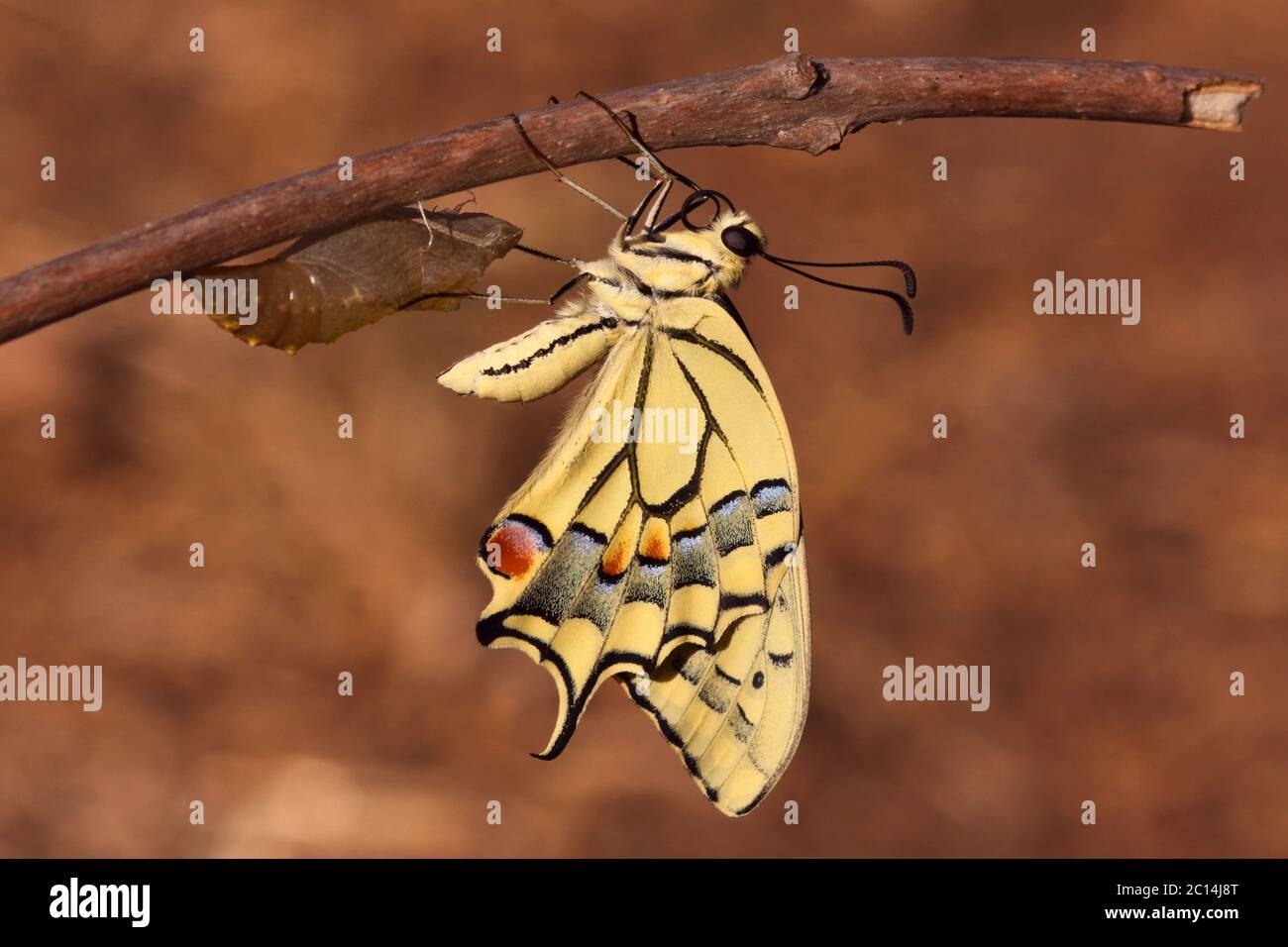 Old World Swallowtail Papilio Machaon Butterfly Emerging From Its Cocoon Centre Left Photographed In Israel In August Stock Photo Alamy
