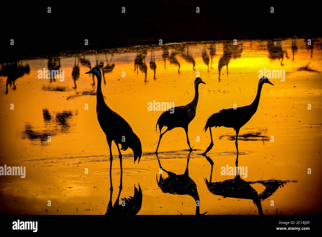Common crane (Grus grus) Silhouetted on a golden sun-set. Large migratory crane species that lives in wet meadows and marshland. It has a wingspan of Stock Photo