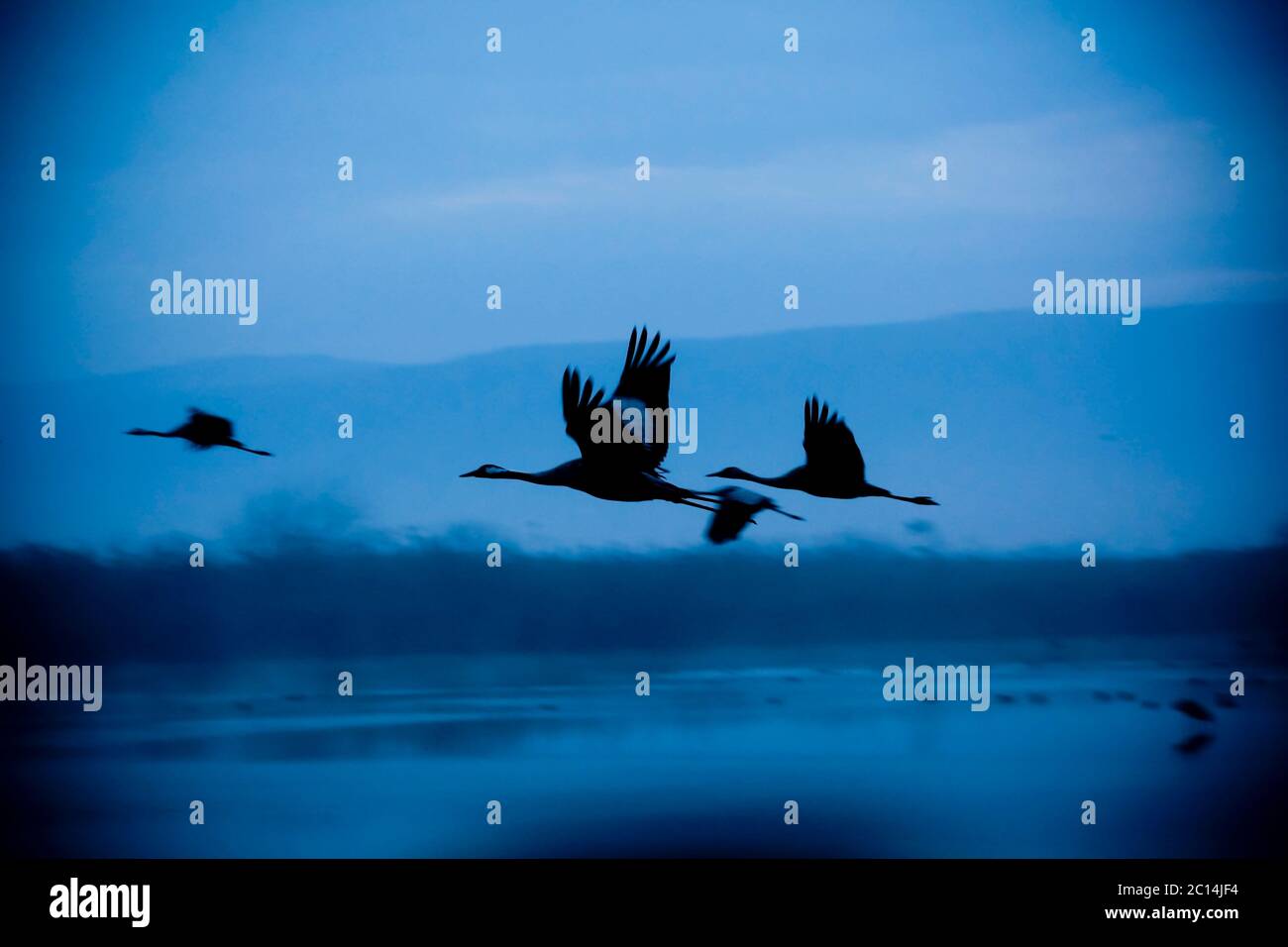 Common crane (Grus grus) Silhouetted at sun-set. Large migratory crane species that lives in wet meadows and marshland. It has a wingspan of between 2 Stock Photo