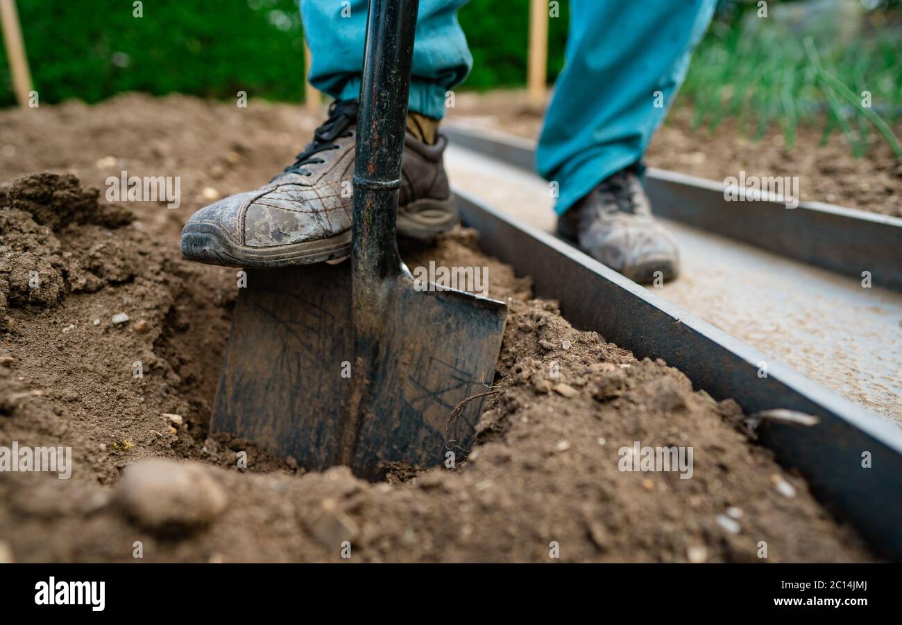 Male foot wearing a rubber boot digging an earth in the garden with an ...