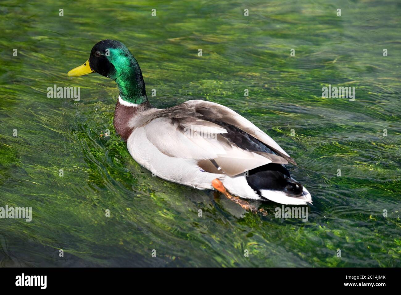 Mallard duck swimming in water with focus on green shiny head and neck Stock Photo