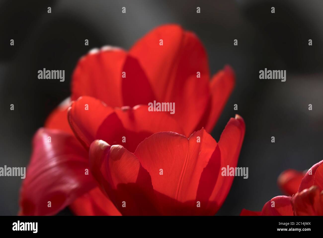 Close up of the petals of a red tulip with narrow depth of field, blurred dark background Stock Photo