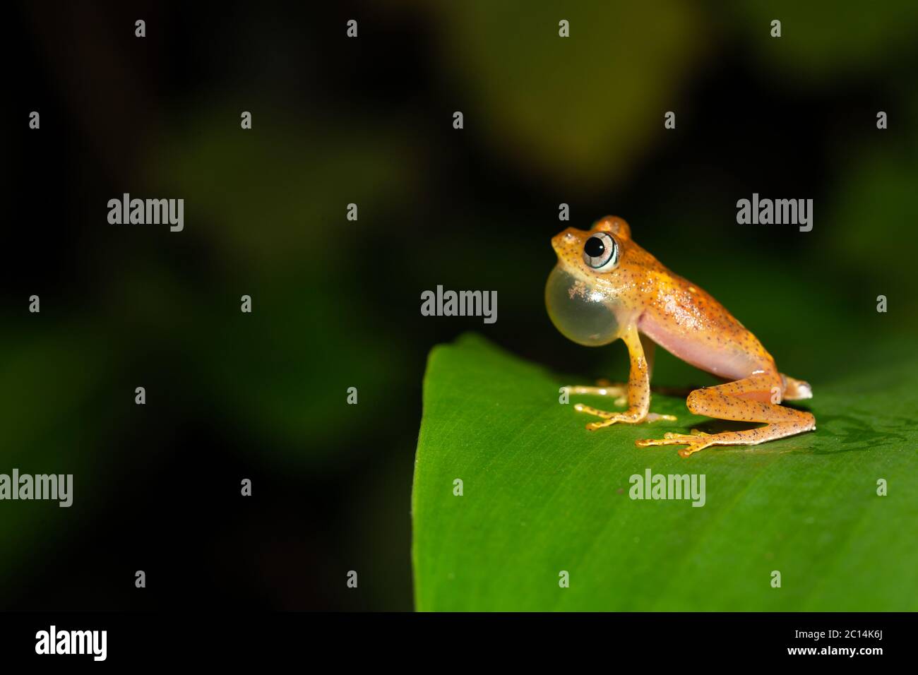 The small orange frog is sitting on a leaf Stock Photo