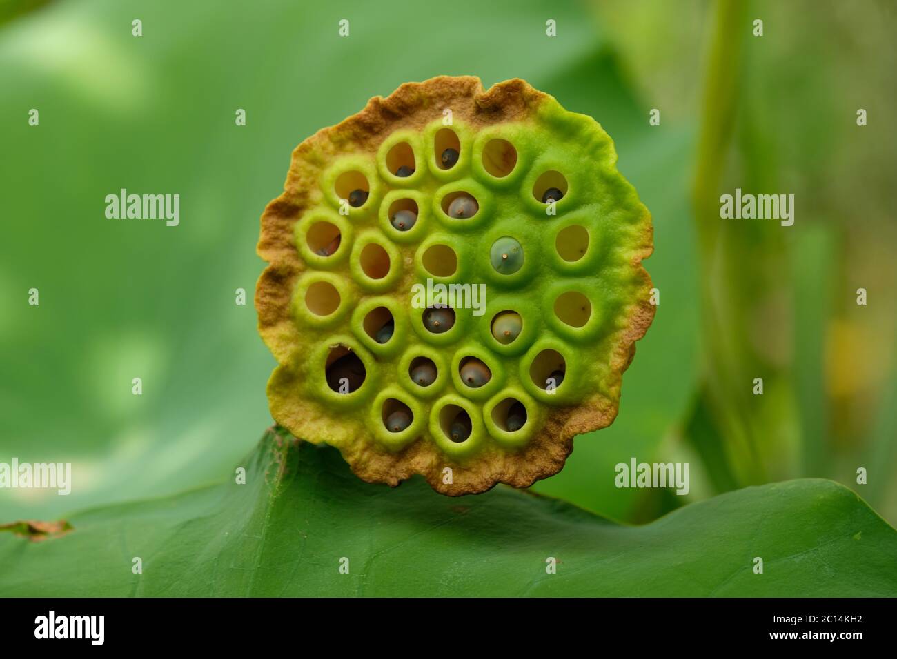 Lotus pod with seeds macro Stock Photo