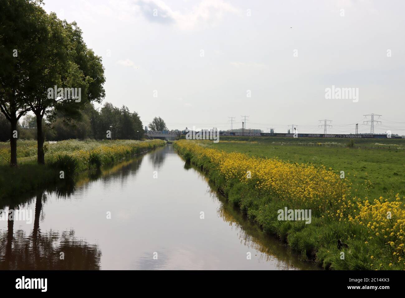 Yellow rapeseed flowers in the polders in provence Zuid Holland in the Netherlands Stock Photo