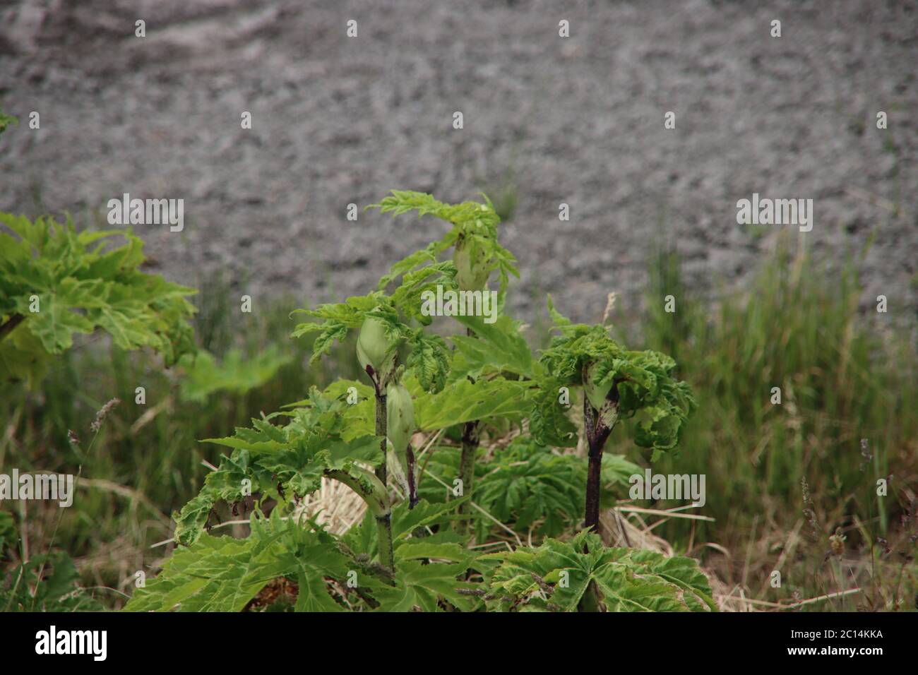 Hogweed plant which is dangerous for people when skin is toched Stock Photo