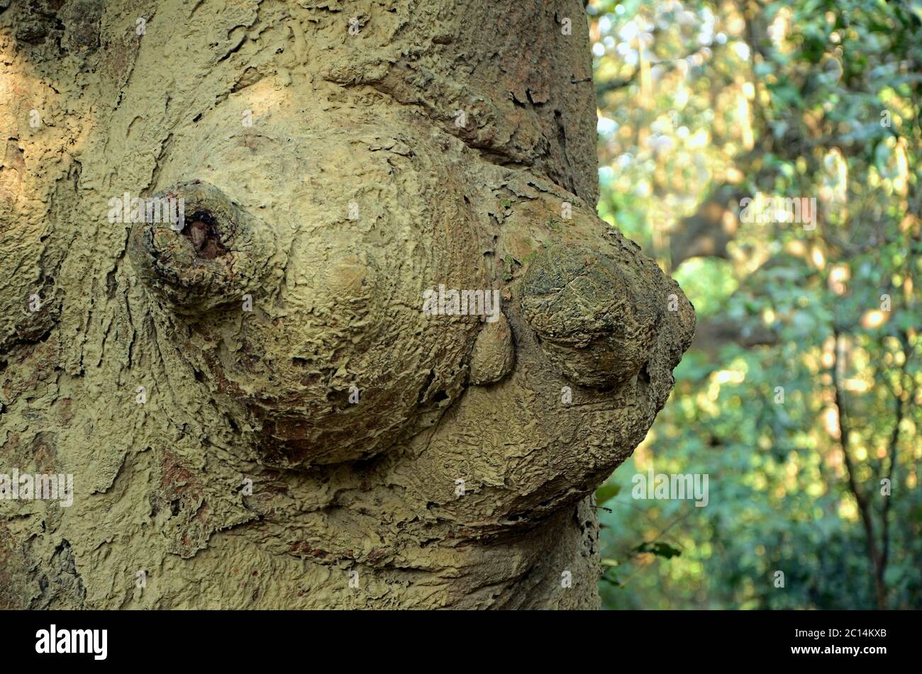 Tree Tissues All plants, including trees, start life as seedlings whose bodies are ...