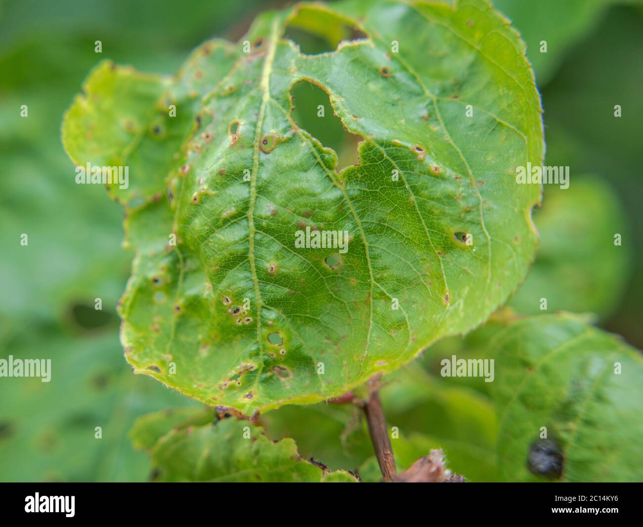 Shot-hole disease on apricot leaves, Coryneum blight, Thyrostroma carpophilum Stock Photo