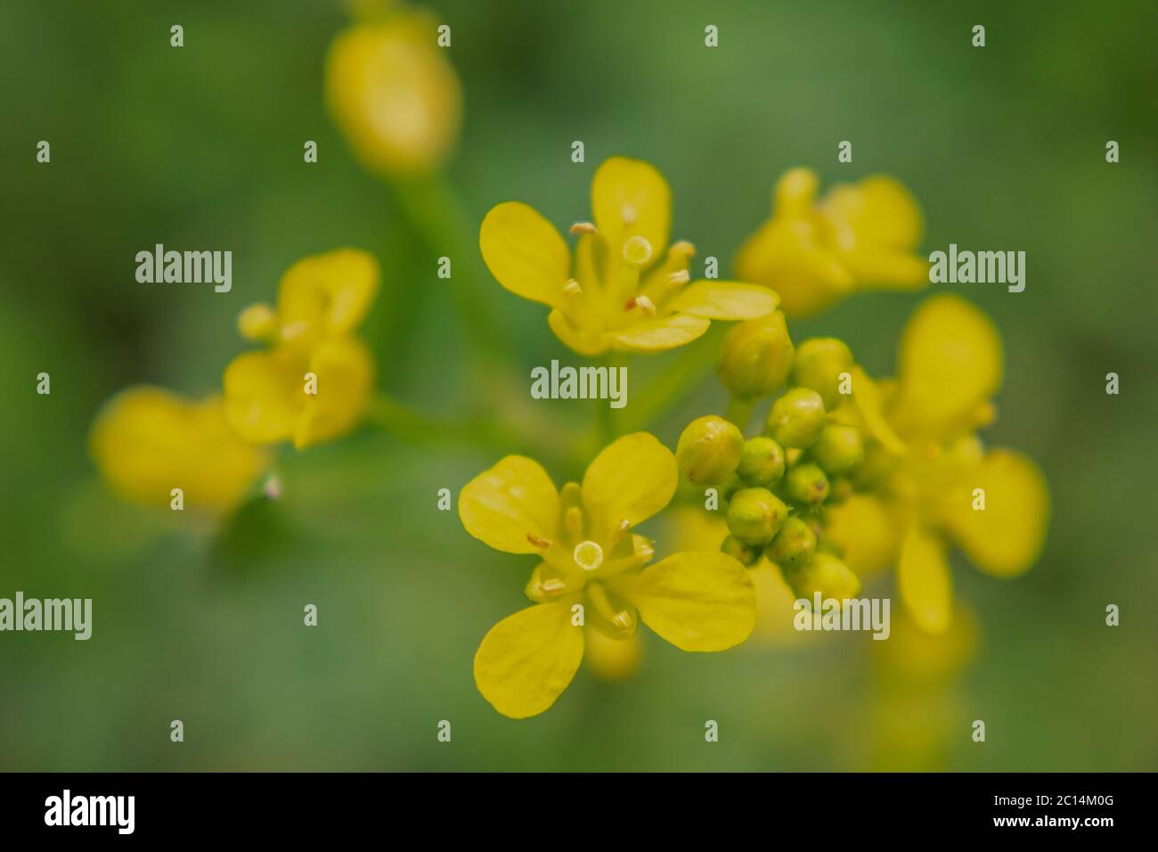 Yellow rocket Barbarea vulgaris flowers Stock Photo