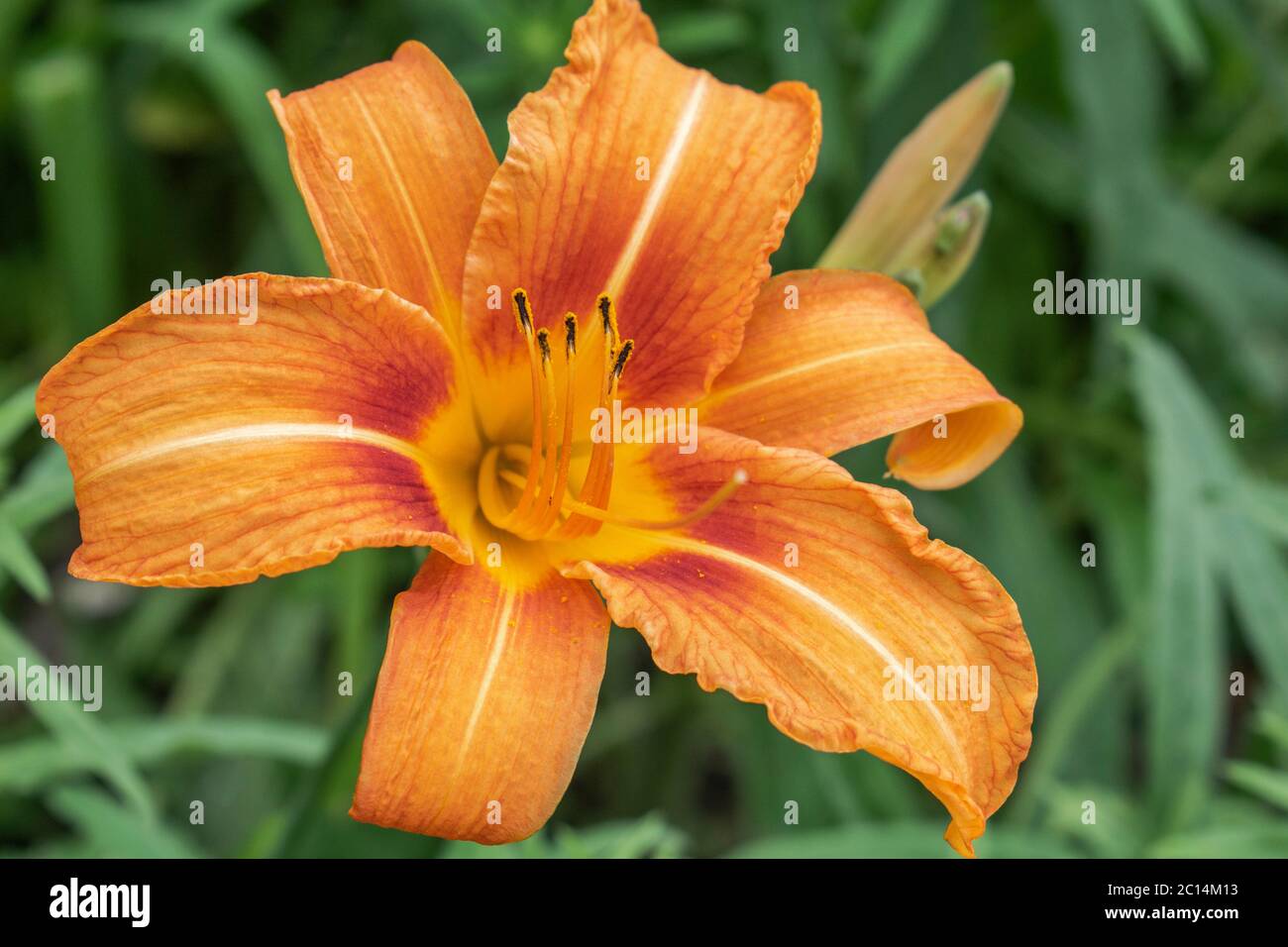 Orange day-lily, Hemerocallis fulva Stock Photo